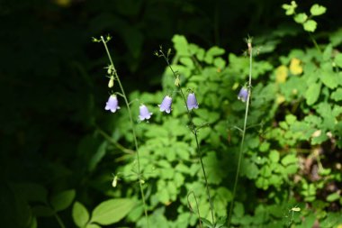 Adenophora triphylla (Ladybell) çiçekleri. Campanulaceae daimi bitkileri. Soluk mor çan şeklindeki çiçekler Ağustos 'tan Ekim' e kadar aşağıya doğru çiçek açarlar. Bu yabani bir sebzedir ve kök bitkisel ilaçtır..