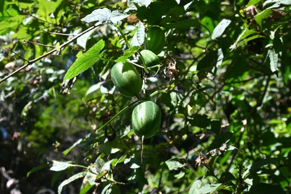 Плоды Trichosanthes Cucumeroides Японские Огурцы Тыквенные Многолетники Незрелые Плоды Зеленые — стоковое фото