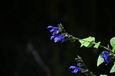 Salvia guaranitica (Anis kokulu adaçayı) çiçekleri. Lamiaceae bitkileri Güney Amerika 'ya özgüdür. Koyu mavi, dudak şeklinde çiçekler yazın başından sonbaharına kadar açar..