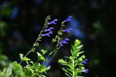 Salvia guaranitica (Anis kokulu adaçayı) çiçekleri. Lamiaceae bitkileri Güney Amerika 'ya özgüdür. Koyu mavi, dudak şeklinde çiçekler yazın başından sonbaharına kadar açar..