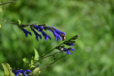 Salvia guaranitica (Anis kokulu adaçayı) çiçekleri. Lamiaceae bitkileri Güney Amerika 'ya özgüdür. Koyu mavi, dudak şeklinde çiçekler yazın başından sonbaharına kadar açar..