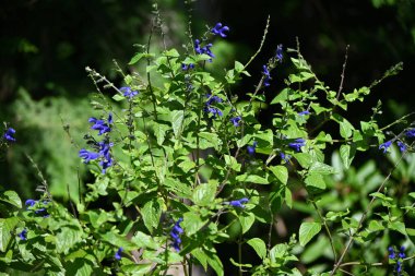 Salvia guaranitica (Anis kokulu adaçayı) çiçekleri. Lamiaceae bitkileri Güney Amerika 'ya özgüdür. Koyu mavi, dudak şeklinde çiçekler yazın başından sonbaharına kadar açar..