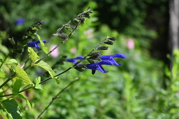 Salvia Guaranitica Anise Scented Sage Flowers Lamiaceae Perennial Plants Native — Stock Photo, Image