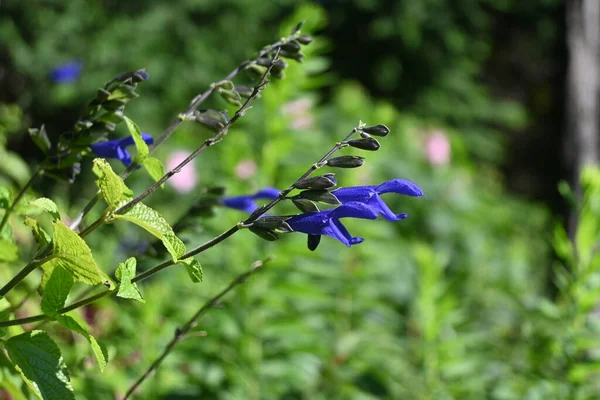 Salvia Guaranitica Sábio Perfumado Com Anis Flores Lamiaceae Plantas Perenes — Fotografia de Stock