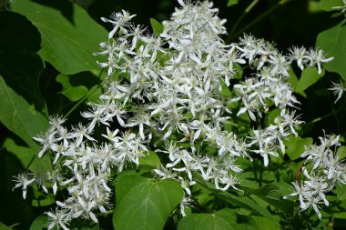 Tatlı sonbahar klematisi (Clematis terniflora) çiçekleri. Ranunculaceae her zaman yeşil zehirli bitki. Çiçek açma dönemi Ağustos 'tan Eylül' e kadardır..