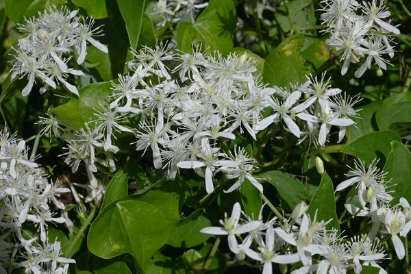 Fleurs Clématite Automne Clematis Terniflora Ranunculaceae Sempervirent Plante Toxique Période — Photo