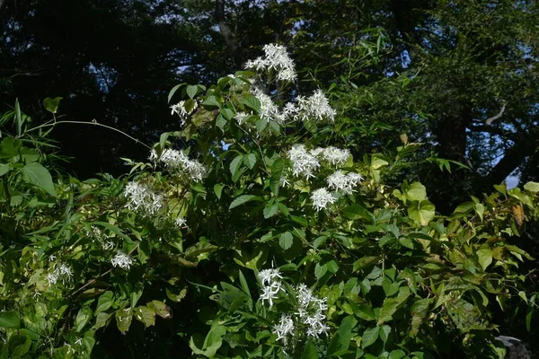 Sladké Podzimní Květy Klematisu Clematis Terniflora Ranunkulaceae Evergreen Jedovatá Rostlina — Stock fotografie