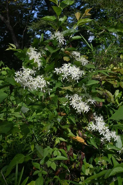 Doce Outono Clematis Clematis Terniflora Flores Ranunculaceae Evergreen Planta Venenosa — Fotografia de Stock