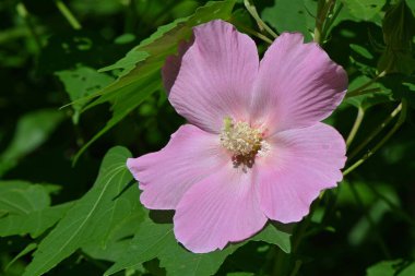 Pamuk gülleri (Hibiscus mutabilis) çiçekleri. Malvaceae yaprak döken çalı. Çiçek açma dönemi Temmuz 'dan Ekim' e kadardır ve bir günlüğüne çiçek açar..