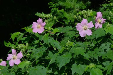 Pamuk gülleri (Hibiscus mutabilis) çiçekleri. Malvaceae yaprak döken çalı. Çiçek açma dönemi Temmuz 'dan Ekim' e kadardır ve bir günlüğüne çiçek açar..