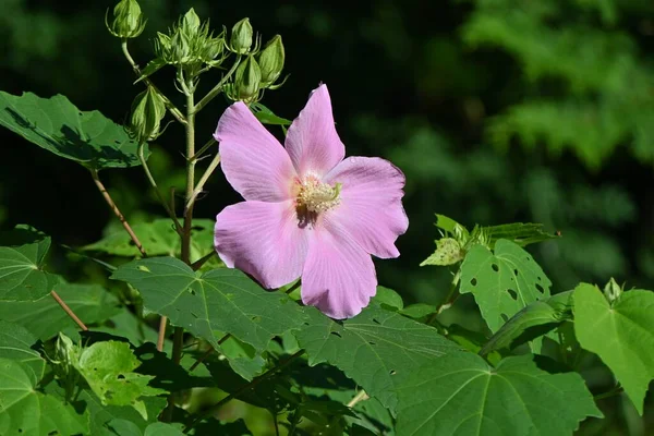 Algodão Rosemallow Hibiscus Mutabilis Flores Malvaceae Arbusto Decíduo Período Floração — Fotografia de Stock