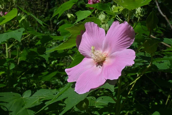 Katoen Rosemallow Hibiscus Mutabilis Bloemen Malvaceae Bladverliezende Struik Bloeiperiode Van — Stockfoto