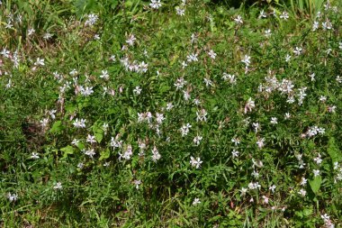 Beyaz Gaura (Gaura lindheimeri) çiçekleri. Kuzey Amerika 'ya özgü onagraceae bitkileri. Çiçek açma mevsimi Mayıs 'tan Kasım' a kadar, yani uzun bir süre tadını çıkarabilirsiniz..