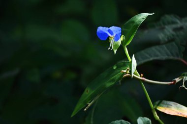 Asya çiçekleri (Commelina Communis) çiçekleri. Doğu Asya 'ya özgü yıllık Commelinaceae otları. Parlak mavi çiçekler Haziran 'dan Eylül' e kadar açar. Sabahları çiçek açar ve öğleden sonra solar.