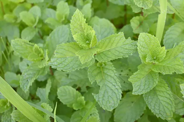 Mint. Lamiaceae perennial herb, native to the Eurasian continent. It is used to flavor dishes and sweets, as well as deodorizing, insect repellent, and herbal medicine.