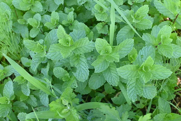 Mint Lamiaceae Perennial Herb Native Eurasian Continent Used Flavor Dishes — Stock Photo, Image