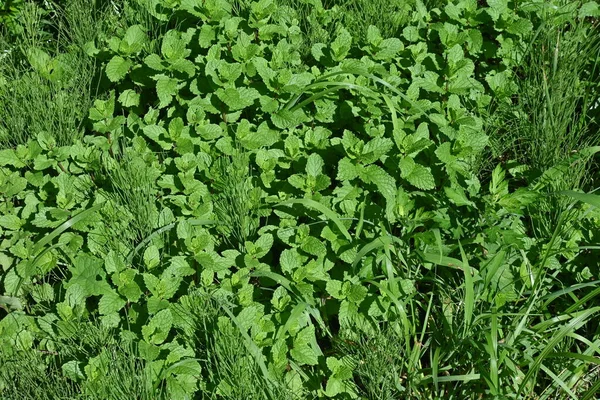 Pénzverde Lamiaceae Évelő Gyógynövény Őshonos Eurázsiai Kontinensen Arra Használják Hogy — Stock Fotó