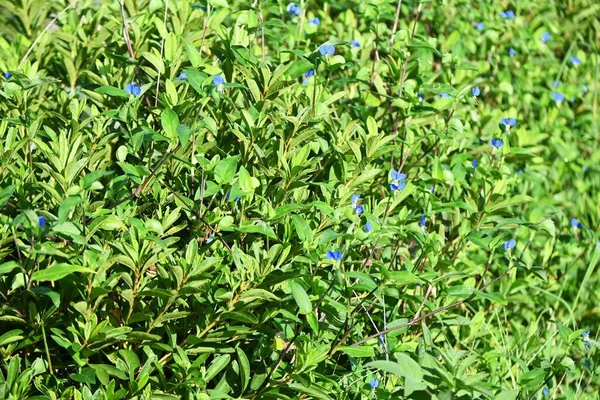 Asya çiçekleri (Commelina Communis) çiçekleri. Doğu Asya 'ya özgü yıllık Commelinaceae otları. Parlak mavi çiçekler Haziran 'dan Eylül' e kadar açar. Sabahları çiçek açar ve öğleden sonra solar.