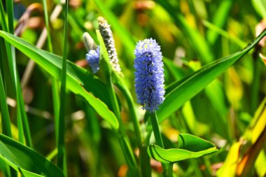 Pickerel otu (Pontederia kordata) çiçekleri. Güney Amerika 'ya özgü Pontederiaceae daimi su bitkileri. Soluk mavi-mor çiçekler Temmuz 'dan Ekim' e kadar dallarda açar..