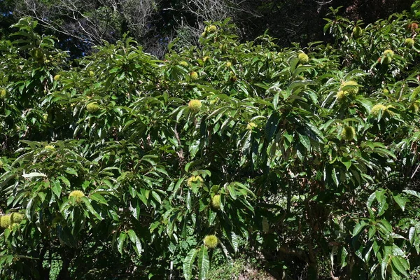 Castaño Japonés Fagaceae Árbol Frutal Caducifolio Las Frutas Contienen Mucho —  Fotos de Stock