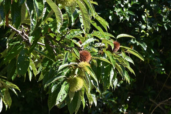 Castanha Japonesa Fagaceae Árvore Frutífera Caduca Frutas Contêm Muito Amido — Fotografia de Stock