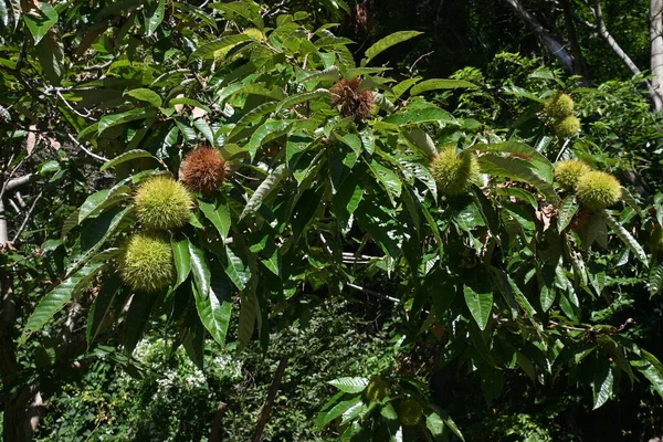 Japon Kestanesi Fagaceae Yapraklı Meyve Ağacı Meyveler Bol Miktarda Nişasta — Stok fotoğraf