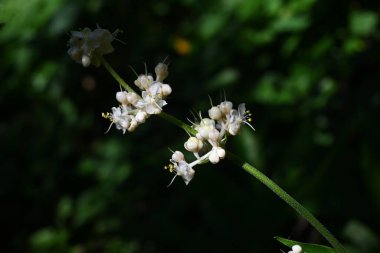 Pollia japonica çiçekleri. Doğu Asya 'ya özgü Commelinaceae daimi bitkisi. Gölgeli bataklıklarda yetişir ve yazın küçük böğürtlenlerle beyaz çiçekleri olur. Genç filizler yenilebilir..