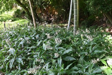 Pollia japonica çiçekleri. Doğu Asya 'ya özgü Commelinaceae daimi bitkisi. Gölgeli bataklıklarda yetişir ve yazın küçük böğürtlenlerle beyaz çiçekleri olur. Genç filizler yenilebilir..