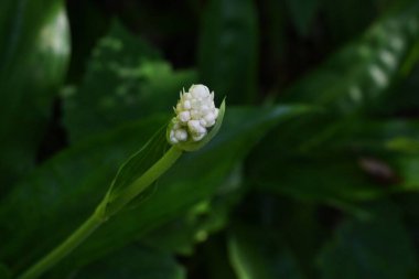 Pollia japonica çiçekleri. Doğu Asya 'ya özgü Commelinaceae daimi bitkisi. Gölgeli bataklıklarda yetişir ve yazın küçük böğürtlenlerle beyaz çiçekleri olur. Genç filizler yenilebilir..