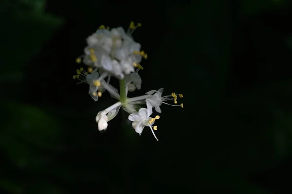 Flores Pollia Japonica Commelinaceae Planta Perenne Nativa Asia Oriental Crece —  Fotos de Stock