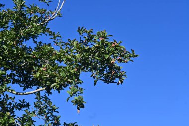 Magnolia Kobus (Kobushi manolyası) meyveleri. Magnoliaceae yapraklı ağaç Japonya 'ya özgüdür. Beyaz çiçekler ilkbaharın başlarında açar ve meyveler sonbaharda kırmızıya döner..