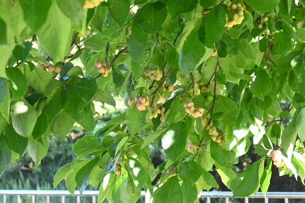 Frukter Magnolia Kobus Kobushi Magnolia Magnoliaceae Lövträd Infödda Japan Vita — Stockfoto