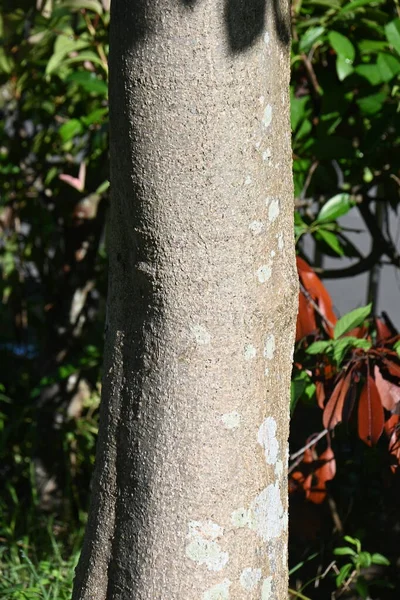 Die Früchte Der Magnolie Kobus Kobushi Magnolia Magnoliengewächse Laubbaum Aus — Stockfoto