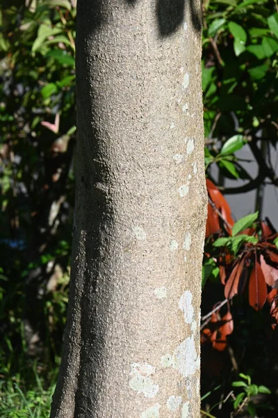 Magnolia Kobus Kobushi Magnolia Frutas Magnoliaceae Árbol Caducifolio Nativo Japón —  Fotos de Stock