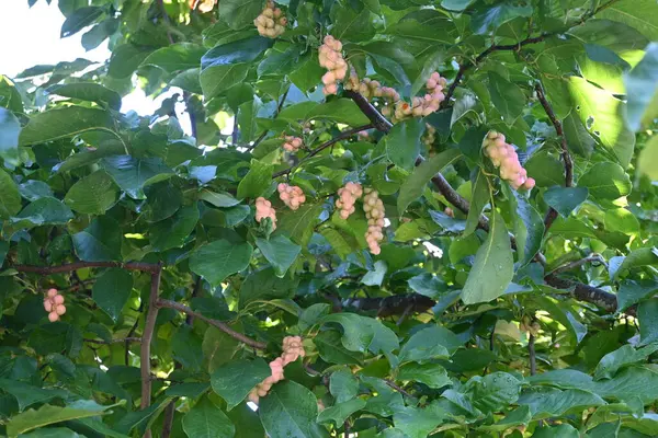 木兰花 木兰花 原产于日本的木兰科落叶树 早春白花盛开 秋天果实红润 — 图库照片