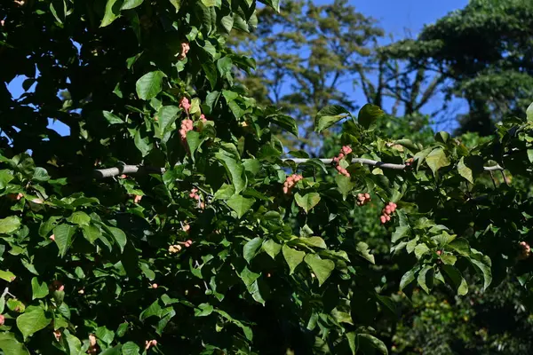 Magnolia Kobus Kobushi Magnolia Frutas Magnoliaceae Árbol Caducifolio Nativo Japón —  Fotos de Stock