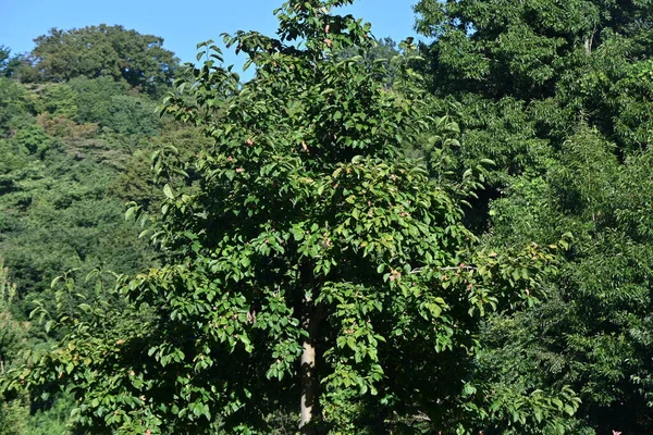 マグノリア コブス コブシ マグノリア のフルーツ 日本原産のマグノリア樹 春の初めに咲く白い花と秋に熟した果実 — ストック写真