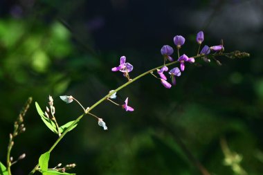 Paniklenmiş tick-trefolil (Desmodium paniculatum) çiçekleri. Fabaceae bitkileri Kuzey Amerika 'ya özgüdür. Kırmızı-mor kelebek şeklinde çiçekler sonbaharda açar. Meyveler baklagildir..