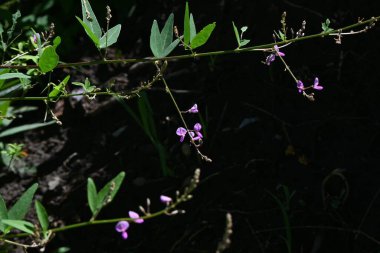 Paniklenmiş tick-trefolil (Desmodium paniculatum) çiçekleri. Fabaceae bitkileri Kuzey Amerika 'ya özgüdür. Kırmızı-mor kelebek şeklinde çiçekler sonbaharda açar. Meyveler baklagildir..