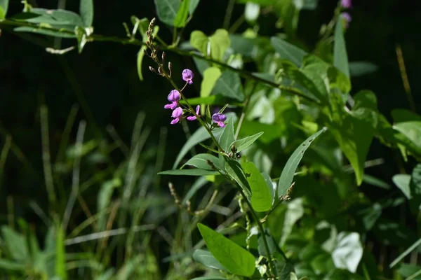 Panik Tick Trefoil Desmodium Paniculatum Bunga Fabaceae Perennial Plants Native — Stok Foto