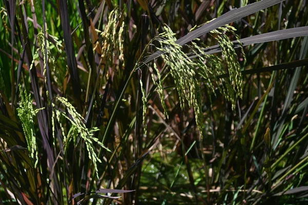 古老的水稻种植 古代水稻继承了野生水稻的特性 富含矿物质和花青素 五彩斑斓 最近在日本流行起来 — 图库照片