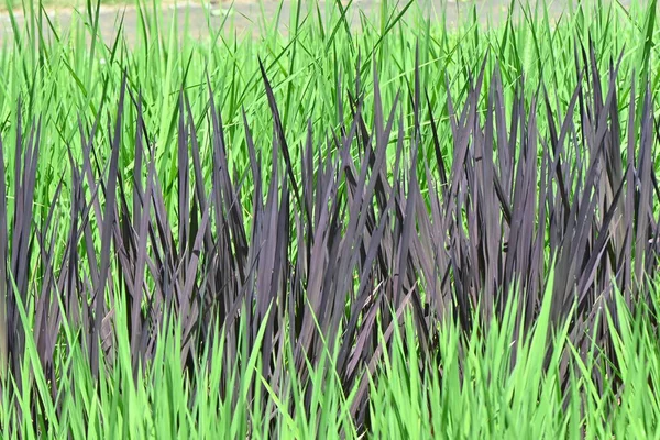 古代米の栽培 古代米は 野生米の特性を継承し ミネラルやアントシアニンが多く含まれており カラフルであり 最近では日本で人気となっています — ストック写真