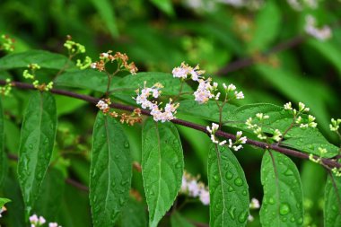 Mor güzellik (Callicarpa ikilemi). Haziran ayı civarında çiçek açar ve Eylül ayı civarında güzel soluk mor meyveler üretir. Lamiaceae yaprak döken çalı.
