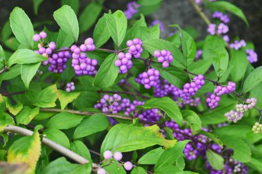 Mor güzellik (Callicarpa ikilemi). Haziran ayı civarında çiçek açar ve Eylül ayı civarında güzel soluk mor meyveler üretir. Lamiaceae yaprak döken çalı.