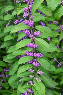 Mor güzellik (Callicarpa ikilemi). Haziran ayı civarında çiçek açar ve Eylül ayı civarında güzel soluk mor meyveler üretir. Lamiaceae yaprak döken çalı.