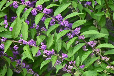 Mor güzellik (Callicarpa ikilemi). Haziran ayı civarında çiçek açar ve Eylül ayı civarında güzel soluk mor meyveler üretir. Lamiaceae yaprak döken çalı.