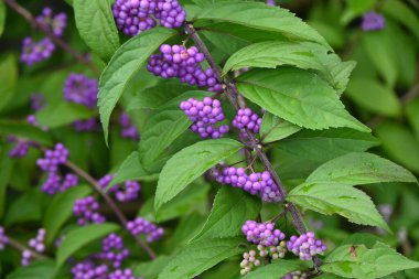 Mor güzellik (Callicarpa ikilemi). Haziran ayı civarında çiçek açar ve Eylül ayı civarında güzel soluk mor meyveler üretir. Lamiaceae yaprak döken çalı.