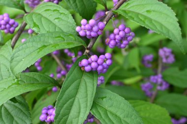 Mor güzellik (Callicarpa ikilemi). Haziran ayı civarında çiçek açar ve Eylül ayı civarında güzel soluk mor meyveler üretir. Lamiaceae yaprak döken çalı.