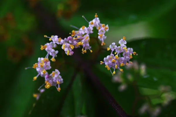 보라색 뷰티베리 Callicarpa Dichotoma 월경에 월경에 아름다운 창백한 보라색 열매를 — 스톡 사진