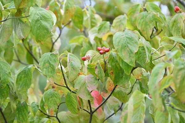 Квітучі Ягоди Догву Cornus Florida Корнієве Листяне Дерево Родом Північної — стокове фото